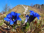 46 Gentiana Clusii (Genziana di Clusio)